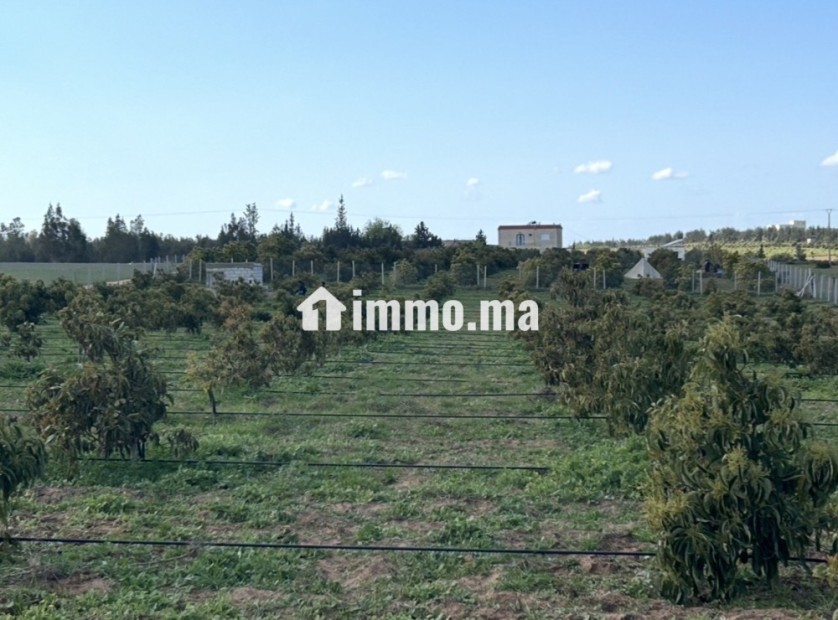 Terrain agricole titré à vendre - Vente Immobilier - Tiflet - photo 4