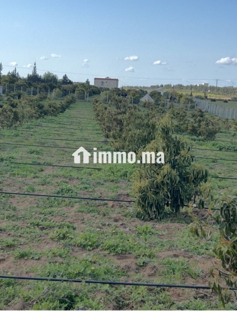 Terrain agricole titré à vendre - Vente Immobilier - Tiflet - photo 3
