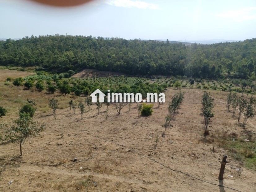 6 هيكترات لافوكا - Vente Immobilier - Tanger - photo 2