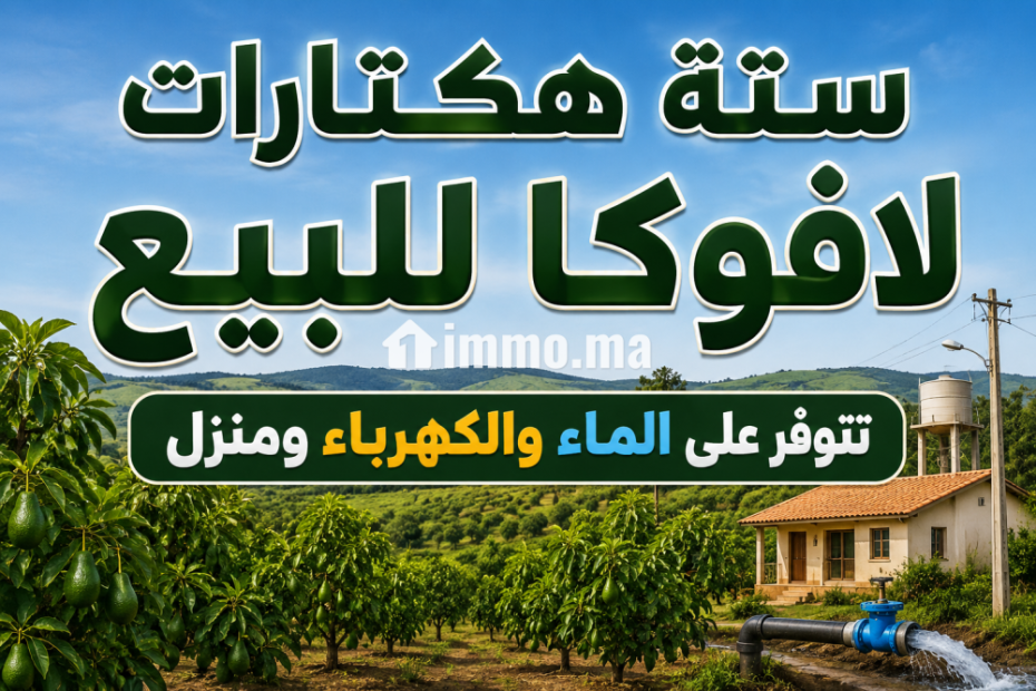 6 هيكترات لافوكا - Vente Immobilier - Tanger - photo 3