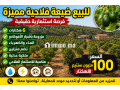 6 هيكترات لافوكا - miniature 1