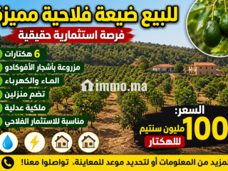 6 هيكترات لافوكا - Terrain à vendre - Tanger