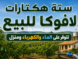 6 هيكترات لافوكا - Terrain à vendre - Tanger