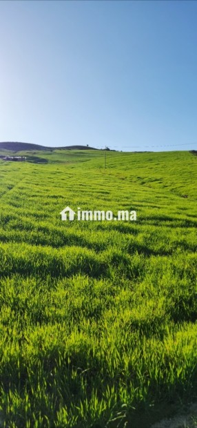 Terrain agricole 2.5 hectar - Vente Immobilier - Azrou - photo 1