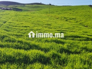 Terrain agricole 2.5 hectar - Terrain à vendre - Azrou