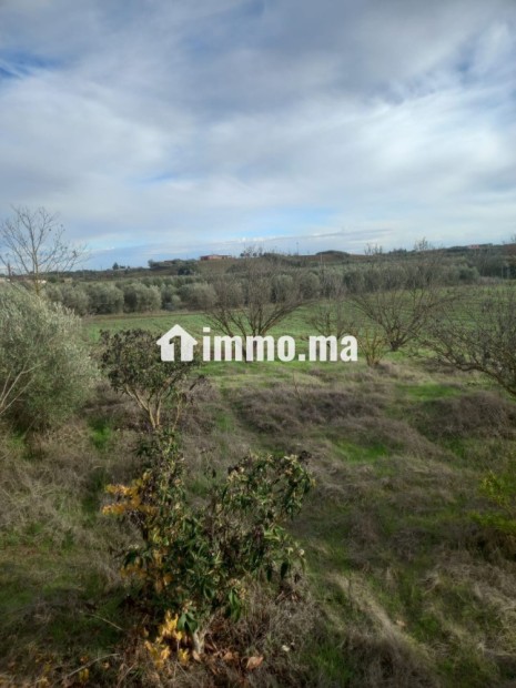 Ferme à vendre entre Tiflet et Khemisat - Vente Immobilier - Khemisset - photo 4