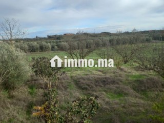 Ferme à vendre entre Tiflet et Khemisat - Terrain à vendre - Khemisset