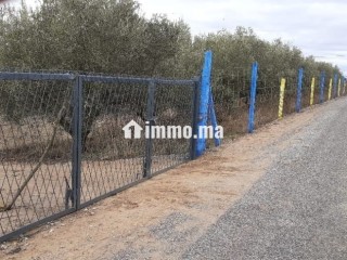 Ferme à vendre entre Tiflet et Khemisat - Terrain à vendre - Khemisset
