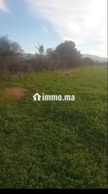 Terrain agricole titré à vendre à Bouchakour Berkane - Vente Immobilier - Berkane - photo 3