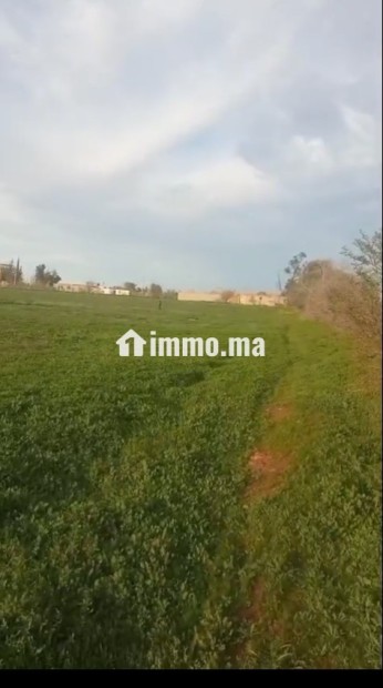 Terrain agricole titré à vendre à Bouchakour Berkane - Vente Immobilier - Berkane - photo 2