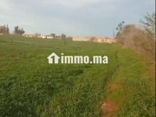 Terrain agricole titré à vendre à Bouchakour Berkane - Terrain à vendre - Berkane