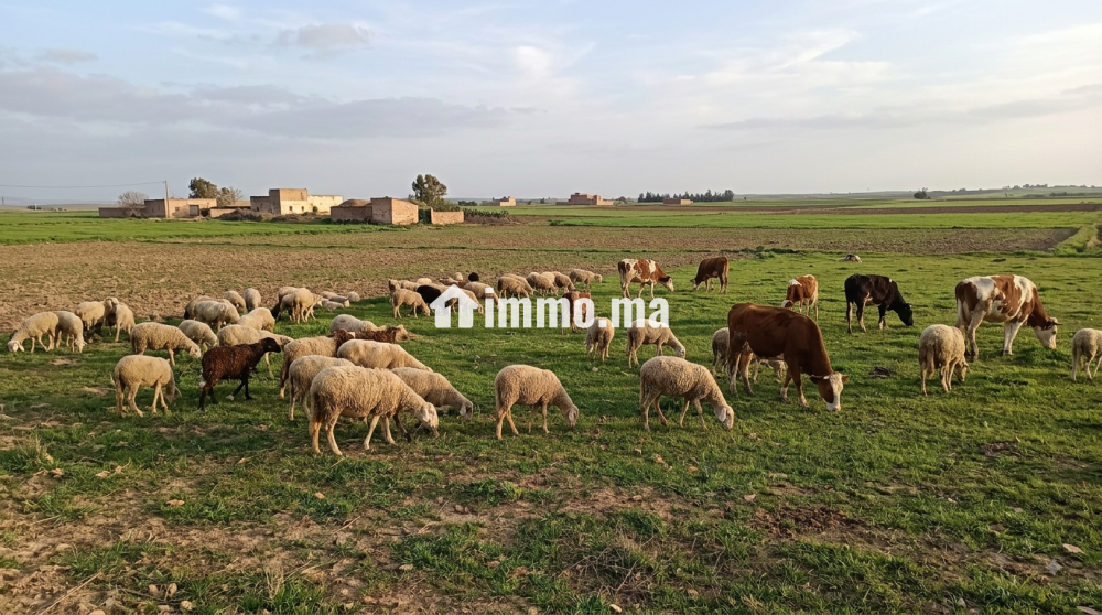 10 ha aux environs de Berrechid - Vente Immobilier - Berrechid - photo 2