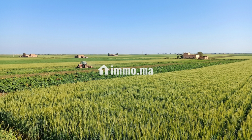 10 ha aux environs de Berrechid - Vente Immobilier - Berrechid - photo 1