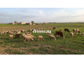 10 ha aux environs de Berrechid - miniature 2