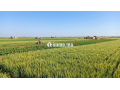 10 ha aux environs de Berrechid - miniature 1