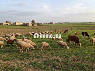 10 ha aux environs de Berrechid - Terrain à vendre - Berrechid