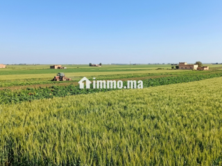 10 ha aux environs de Berrechid - Terrain à vendre - Berrechid