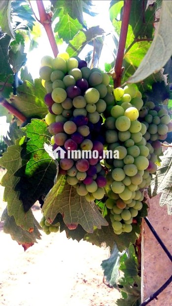 À VENDRE DOMAINE AGRICOLE 14 HECTARES BRACHOUA - Vente Immobilier - Rabat - photo 2