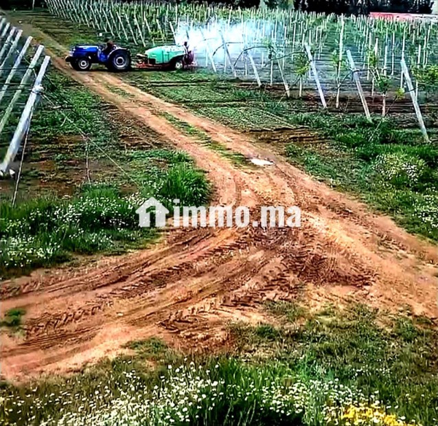 À VENDRE DOMAINE AGRICOLE 14 HECTARES BRACHOUA - Vente Immobilier - Rabat - photo 3