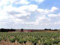 À VENDRE DOMAINE AGRICOLE 14 HECTARES BRACHOUA - miniature 1
