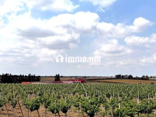 À VENDRE DOMAINE AGRICOLE 14 HECTARES BRACHOUA - Terrain à vendre - Rabat