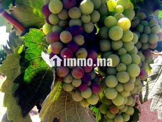 À VENDRE DOMAINE AGRICOLE 14 HECTARES BRACHOUA - Terrain à vendre - Rabat