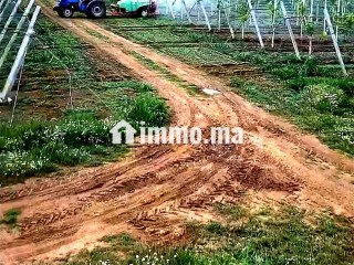 À VENDRE DOMAINE AGRICOLE 14 HECTARES BRACHOUA - Terrain à vendre - Rabat