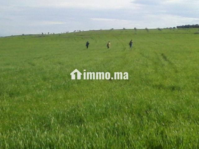 أرض فلاحية جيدة للبيع صالحة للاستثمار - Vente Immobilier - Taza - photo 3