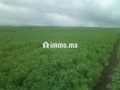 أرض فلاحية جيدة للبيع صالحة للاستثمار - miniature 2