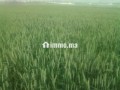 أرض فلاحية جيدة للبيع صالحة للاستثمار - miniature 4