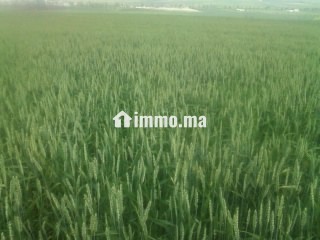 أرض فلاحية جيدة للبيع صالحة للاستثمار - Terrain à vendre - Taza