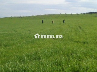 أرض فلاحية جيدة للبيع صالحة للاستثمار - Terrain à vendre - Taza