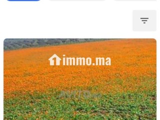 أرض فلاحية جيدة للبيع صالحة للاستثمار - Terrain à vendre - Taza