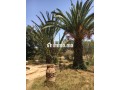 Villa R plus 1 a renover sur 1.5 ha pres de Labissa - miniature 3