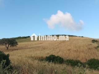 Terrain titré de 11800 m² - Terrain à vendre - Asilah