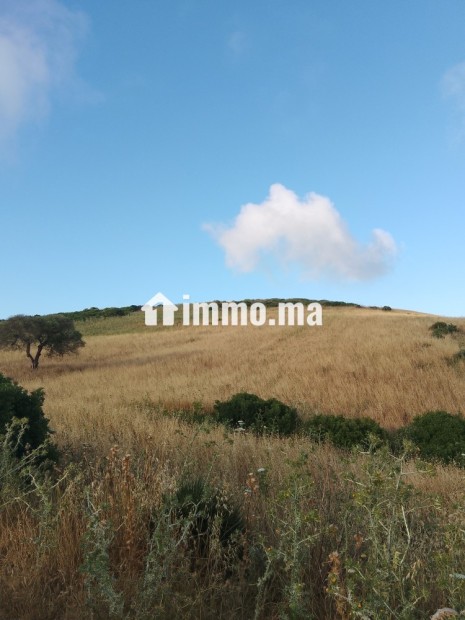 Terrain titré à Sahel chamali - Vente Immobilier - Asilah - photo 1