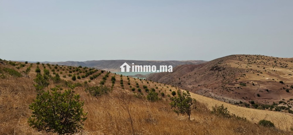 FERME AGRICOLE ضيعة فلاحية - Vente Immobilier - Khemisset - photo 4