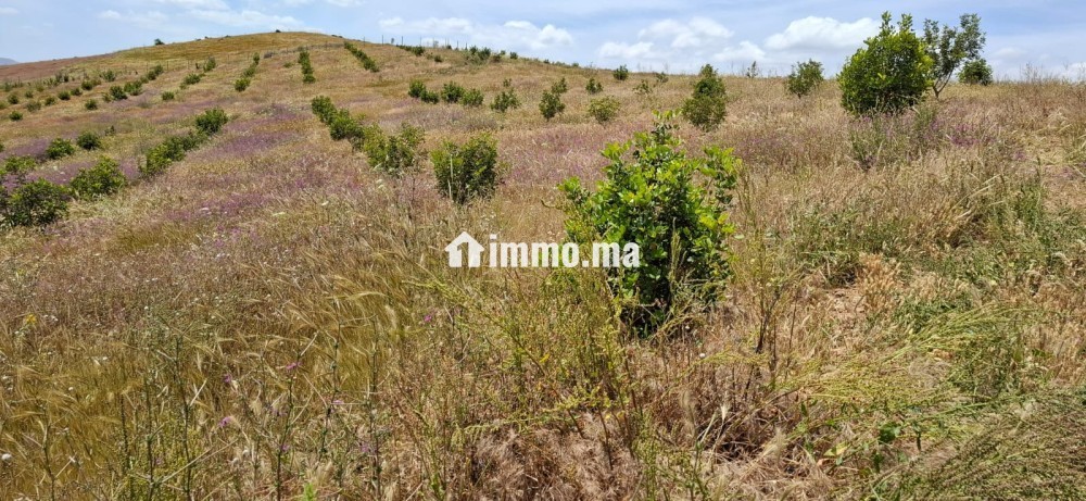 FERME AGRICOLE ضيعة فلاحية - Vente Immobilier - Khemisset - photo 7