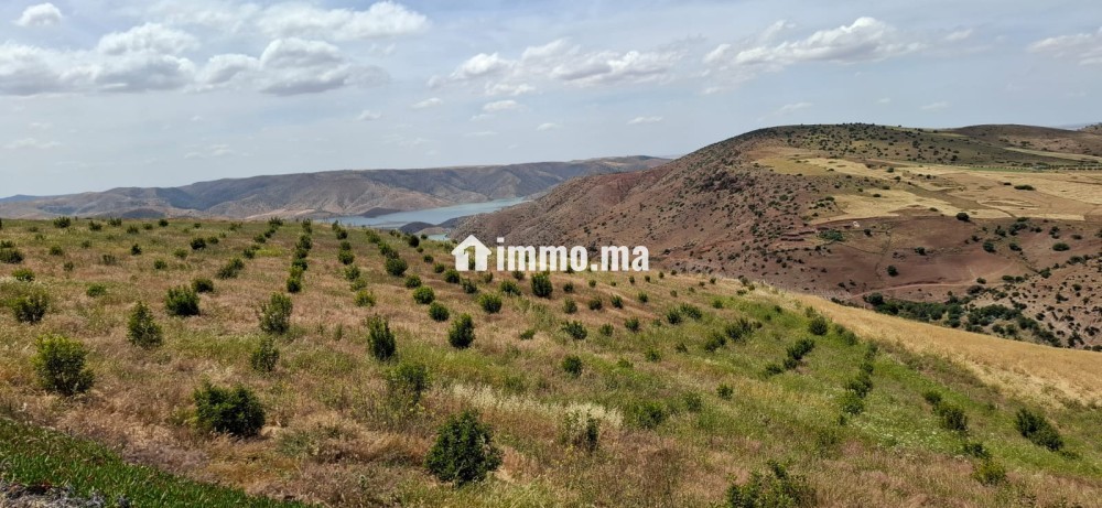 FERME AGRICOLE ضيعة فلاحية - Vente Immobilier - Khemisset - photo 8