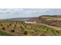 FERME AGRICOLE ضيعة فلاحية - miniature 8
