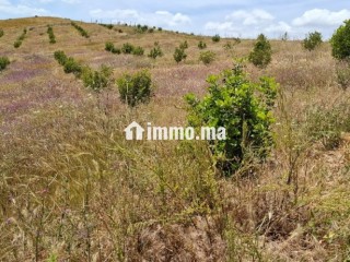 FERME AGRICOLE ضيعة فلاحية - Terrain à vendre - Khemisset