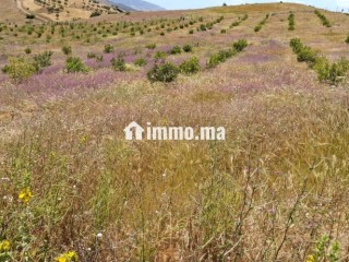 FERME AGRICOLE ضيعة فلاحية - Terrain à vendre - Khemisset