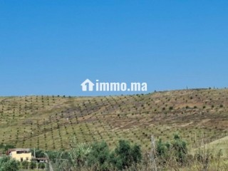 FERME AGRICOLE ضيعة فلاحية - Terrain à vendre - Khemisset