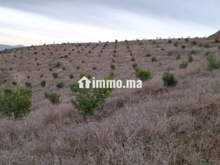 FERME AGRICOLE ضيعة فلاحية - Terrain à vendre - Khemisset