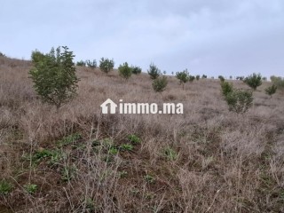 FERME AGRICOLE ضيعة فلاحية - Terrain à vendre - Khemisset