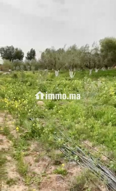 TERRAIN TITRÉ DE PLUS D’UN HECTARE À VENDRE – ROUTE DE FÈS, MARRAKECH - Vente Immobilier - Marrakech - photo 5