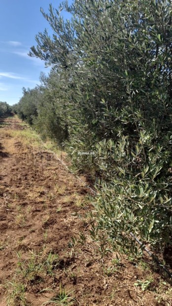 Ferme équipée TF 12 hcr à vendre 10mn Meknes - Vente Immobilier - Meknes - photo 1