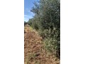 ferme-equipee-tf-12-hcr-a-vendre-10mn-meknes-small-0