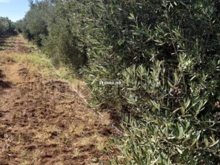ferme-equipee-tf-12-hcr-a-vendre-10mn-meknes
