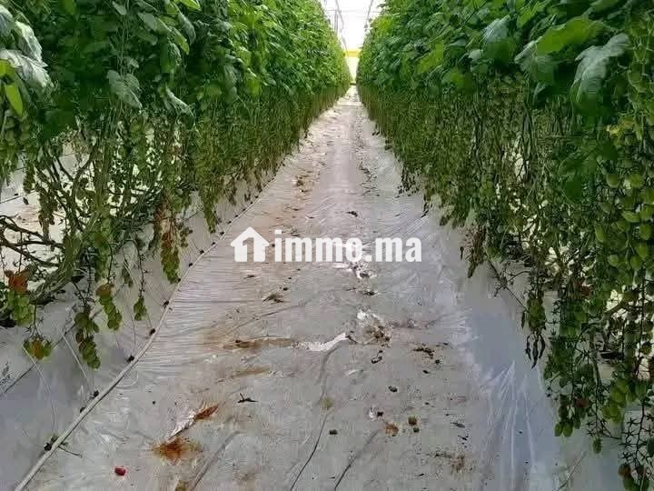 جهة سوس ماسة إقليم تارودانت عمالة تارودانت - Vente Immobilier - Taroudant - photo 2
